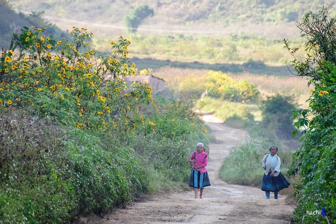 Rực rỡ dã quỳ vàng trên cao nguyên Mộc Châu ảnh 6