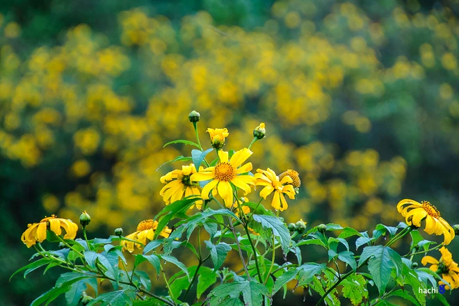 Rực rỡ dã quỳ vàng trên cao nguyên Mộc Châu ảnh 7