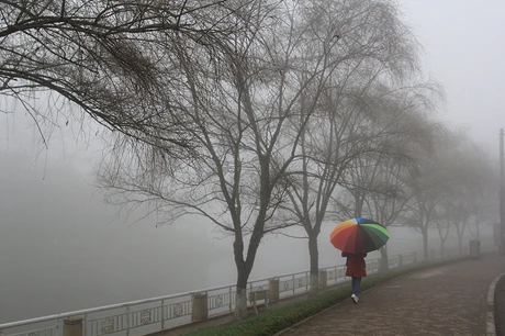 Hàng cây bờ hồ trong làn sương mờ ảo