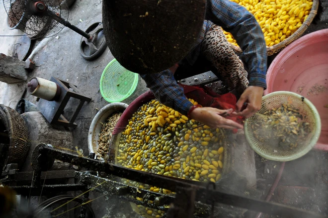 Những sợi tơ vàng óng ánh của Thành Nam ảnh 6