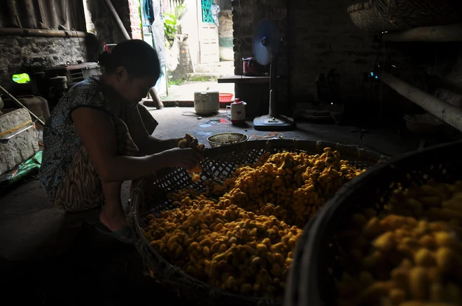 Những sợi tơ vàng óng ánh của Thành Nam ảnh 3