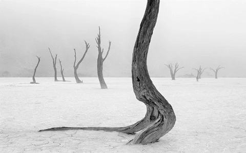 Giải Nhất hạng mục: