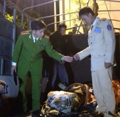 Lực lượng công an kiểm tra xe tải vận chuyển trái phép cá thể hổ. Ảnh: Nghĩa Đàn