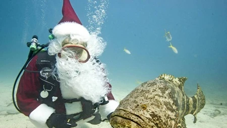 Ông già Noel mang không khí Giáng sinh tới các sinh vật dưới nước