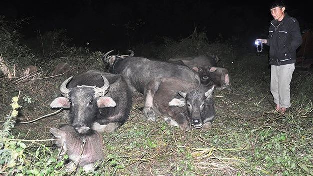 Trâu và người ở nơi “định cư” tránh rét - Ảnh: Quang Thế