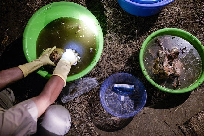 Xương người được rửa và loại bỏ những mô mỡ chưa phân huỷ hết.