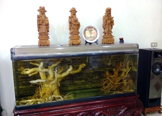 đinh-lăng, nhân-sâm-Việt-Nam, Hải-Hà, thu-nhập, dược-liệu