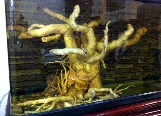 đinh-lăng, nhân-sâm-Việt-Nam, Hải-Hà, thu-nhập, dược-liệu