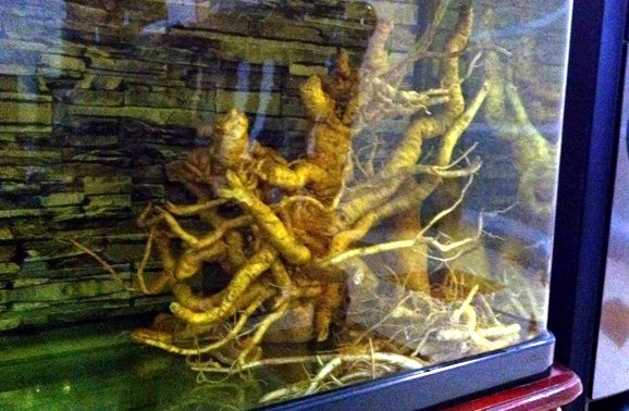 đinh-lăng, nhân-sâm-Việt-Nam, Hải-Hà, thu-nhập, dược-liệu