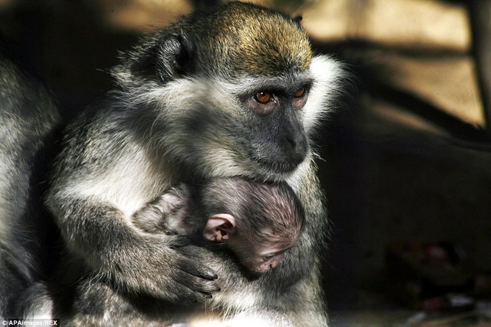 Một số động vật hiếm hoi còn sống sót sau thời gian dài bị bỏ đói