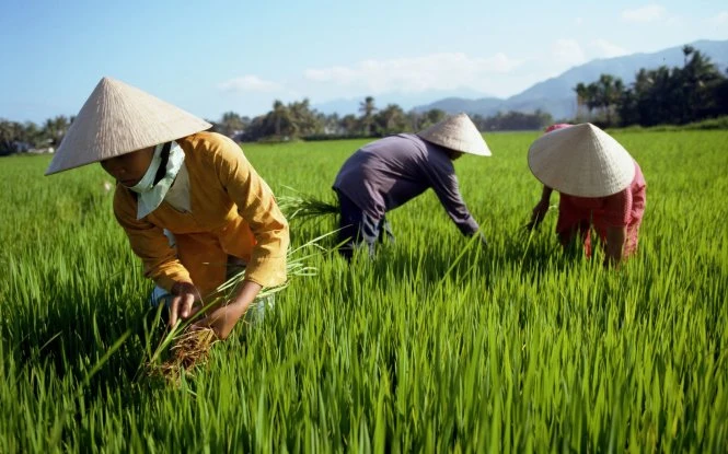 Những chiếc nón lá che nắng cho nông dân khi làm đồng - Ảnh: Rough Guides