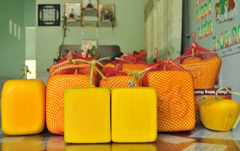 Khuôn dưa hình thỏi vàng, trái tim... là chi phí rất lớn khi chọn nghề trồng dưa tạo hình