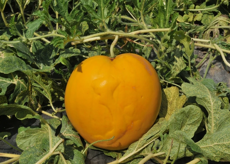 Riêng dưa hình trái tim nổi bản đồ Việt Nam thì năm nay ông Liêm vẫn chưa thành công