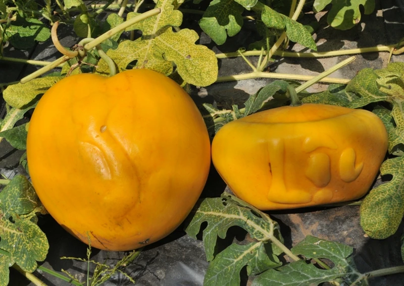 Vẫn còn nhiều trái dưa bị đốm xanh