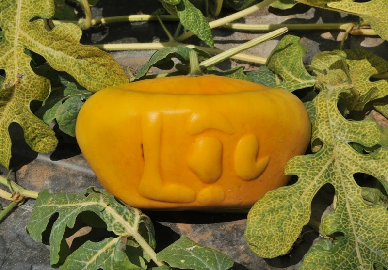 Năm nay ông Liêm tiếp tục cải thiện mẫu mã nên trái và chữ rất đẹp