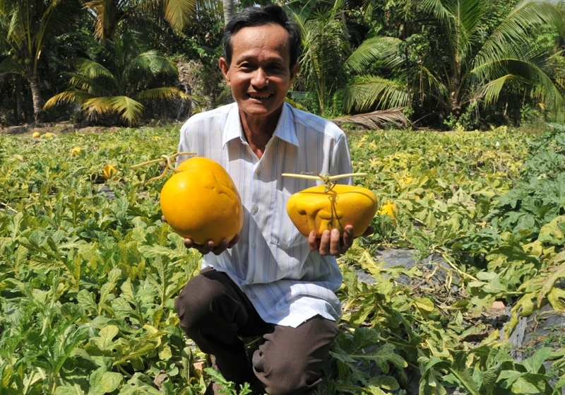 Trong mùa dưa năm nay nếu trừ hết chi phí ông Liêm còn lãi hơn nửa tỷ đồng