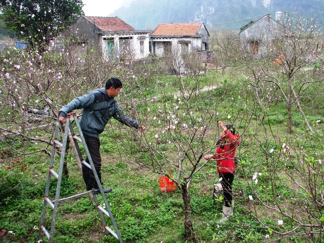 Vẻ đẹp hoa đào các vùng miền Việt Nam ảnh 11