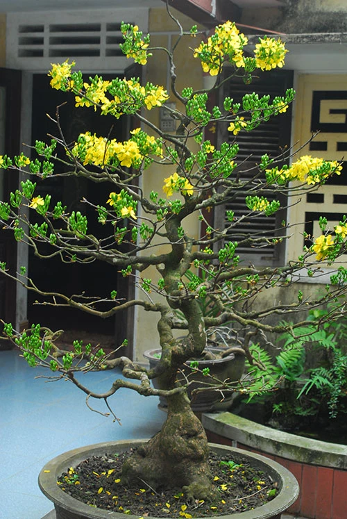 Những gốc hoàng mai bạc triệu ảnh 10