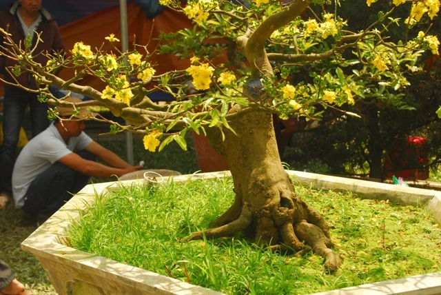 Những gốc hoàng mai bạc triệu ảnh 5