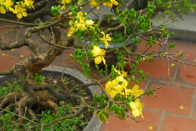 Những gốc hoàng mai bạc triệu ảnh 7