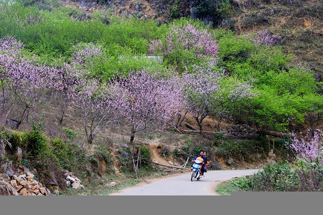 Vẻ đẹp hoa đào các vùng miền Việt Nam ảnh 3