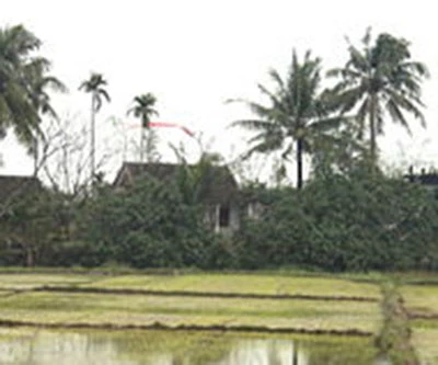 Tục trồng và hạ cây nêu ngày Tết ảnh 4