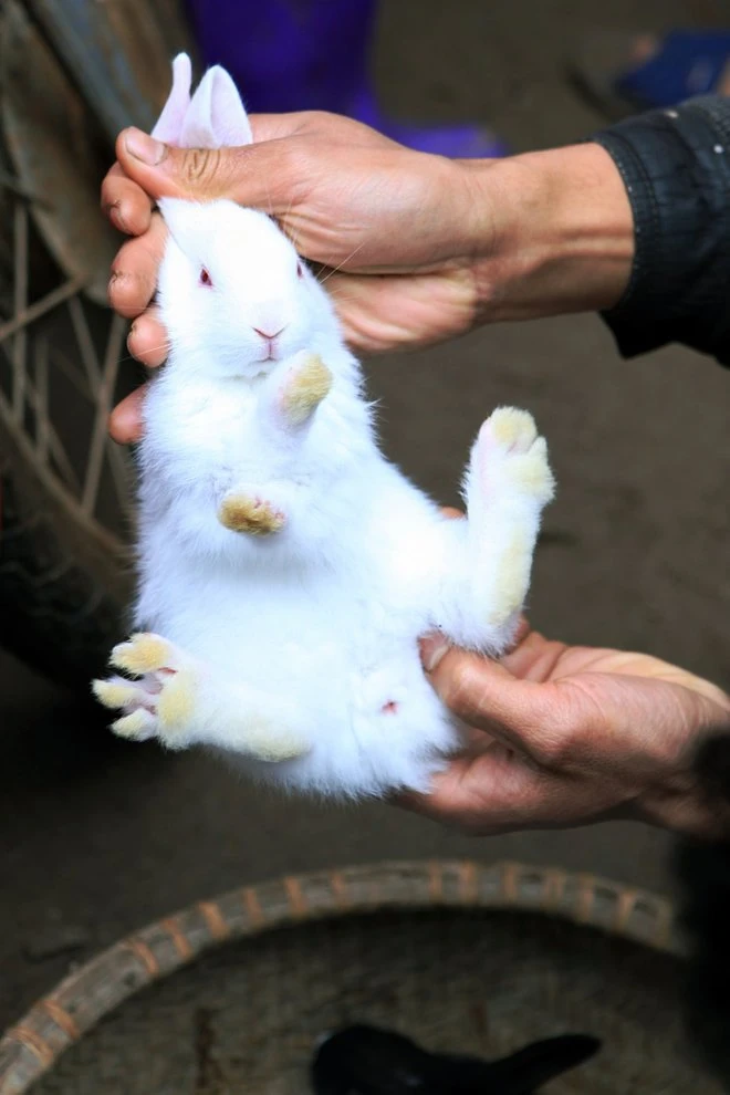 Phiên chợ Nủa đậm chất đồng bằng Bắc Bộ xưa ảnh 9