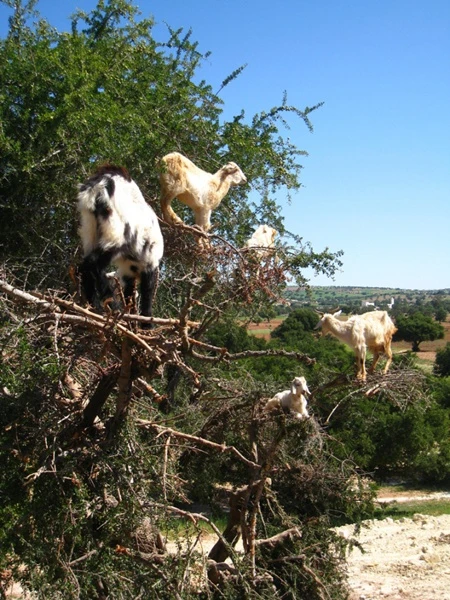 Chúng leo thoăn thoắt trên những cành cao.