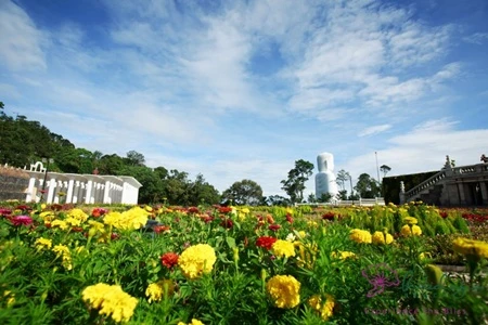 Thảm thực vật tươi tốt trên đỉnh Bà Nà.