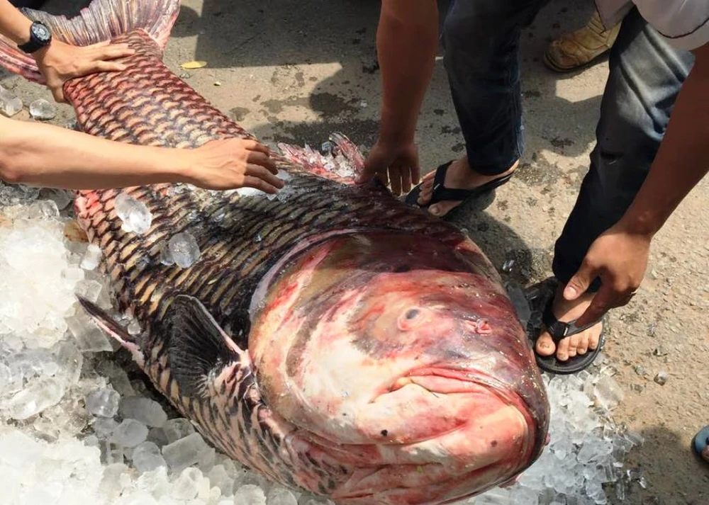 Chú cá hô nặng tới 135kg vừa được chuyển về TPHCM