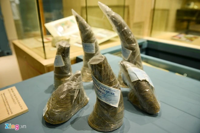 Dùng container trưng bày ma túy, còng số 8, sừng tê giác