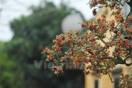 Mục sở thị cây dâu cảnh độc nhất vô nhị ở Việt Nam