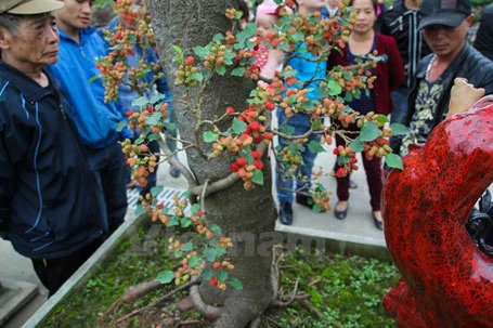 Mục sở thị cây dâu cảnh độc nhất vô nhị ở Việt Nam