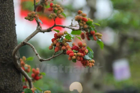 Chỉ mấy hôm nữa trời hửng nắng, quả trở nên đỏ au rất đẹp. (Ảnh: Minh Sơn/Vietnam+)