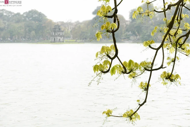 Hồ Gươm nên thơ mùa hoa mõ nở ảnh 3