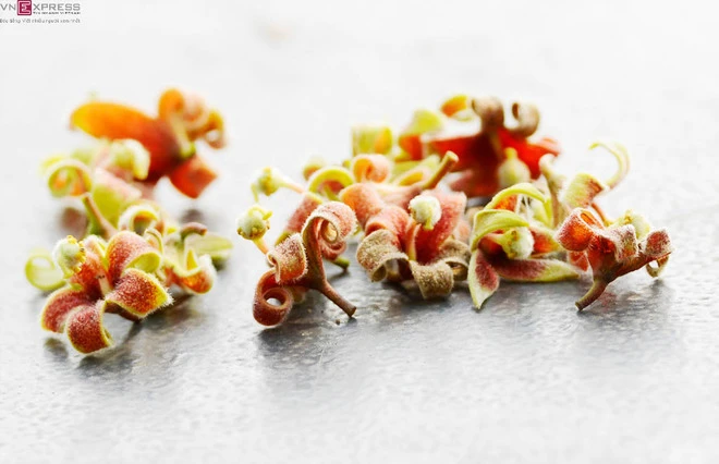 Hồ Gươm nên thơ mùa hoa mõ nở ảnh 4