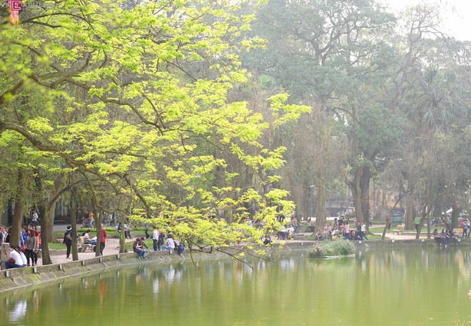 Hồ Gươm nên thơ mùa hoa mõ nở ảnh 5