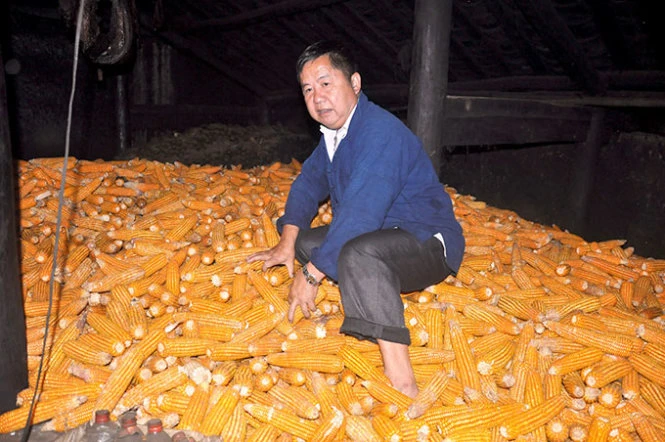 Ngô của nhà Vừ Sé Cơ không dùng hết, chất đống trên sàn từ năm này qua năm khác - Ảnh: Ngọc Quang