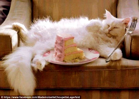 Nàng mèo có đầu bếp riêng phục vụ từng bữa ăn.