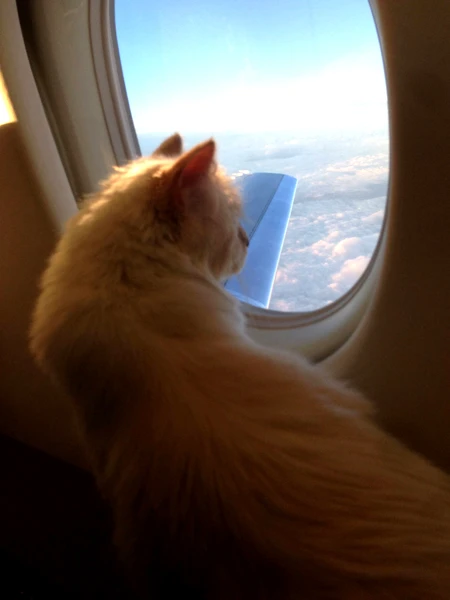 Choupette luôn di chuyển bằng phi cơ riêng cùng với “daddy” Lagerfeld.