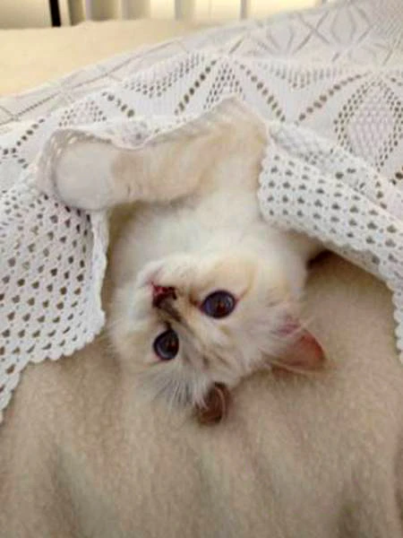 Choupette được phép ngủ trên giường của “daddy” Lagerfeld.