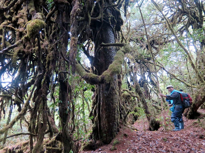 Khu rừng đầy rêu, lá mục với những gốc cây hình thù kỳ quái - Ảnh: Tấn Vũ