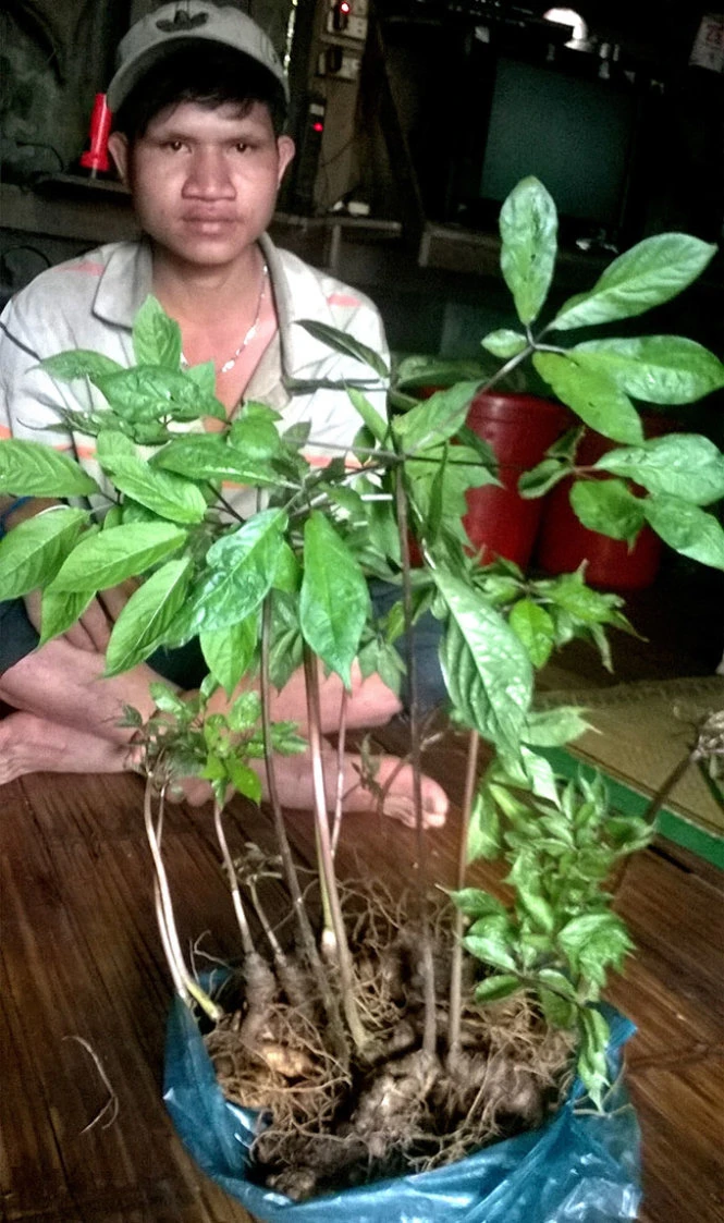 Một gốc sâm Ngọc Linh - Ảnh: Tấn Vũ