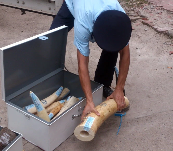 Khúc sừng nghi là ngà voi này có thể là loại ngà voi cổ (voi Ma mút) có nguồn gốc từ châu Phi - Ảnh: M.Quang