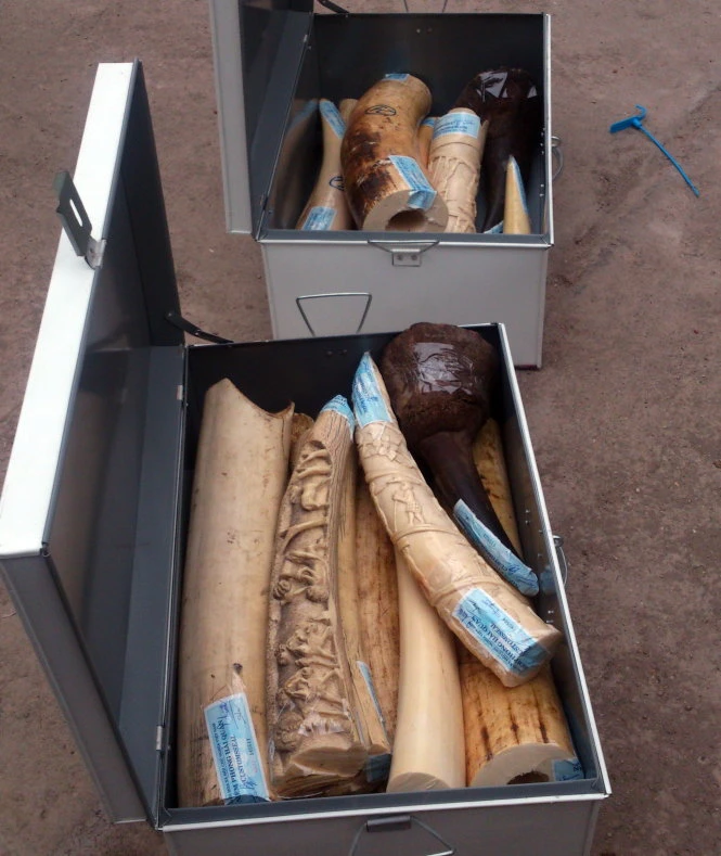 Lô sừng động vật nghi là ngà voi và sừng tê giác bắt giữ ngày 16-4 -Ảnh: M.Quang