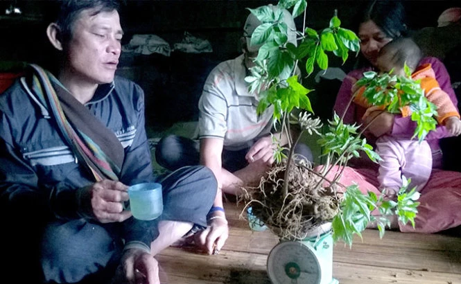 Ông Hồ Văn Hùng và củ sâm mang về từ rẫy, trị giá hơn 40 triệu đồng - Ảnh: Tấn Vũ