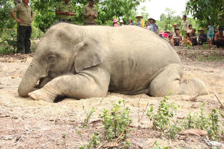 Thấy có súng, đạn nhưng voi chết vì sao không biết ảnh 3