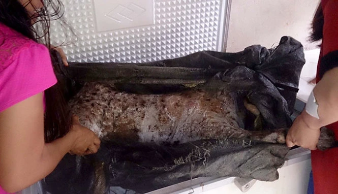 Con hổ ướp lạnh được đem ra từ tủ đông ở nhà “trùm” B. - Ảnh: Vũ Toàn