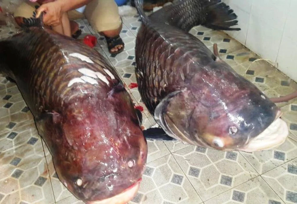 Hai chú cá hô khủng vừa được nhà ở TPHCM mua về từ Lào