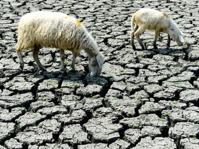 Ảnh: Thuận Thắng